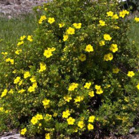 Potentilla/ Dakota Sunspot