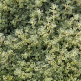 Thyme – Creeping