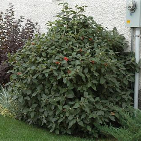 Viburnum/ Mohican