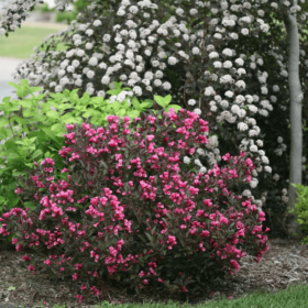 Weigela/ Wine & Roses