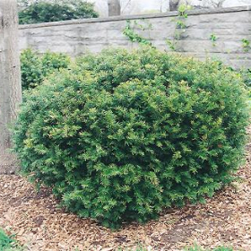 Yews/ Dense