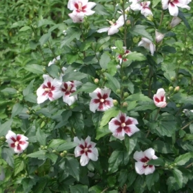 Rose of Sharon/ Lil’ Kim