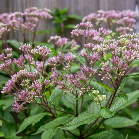 Joe Pye Weed