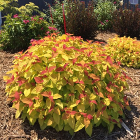 Spirea/ Double Play Candy Corn