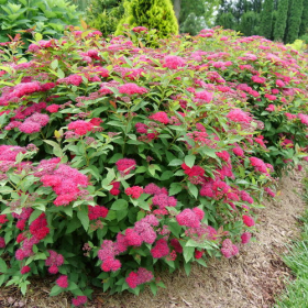 Spirea/ Double Play Doozie