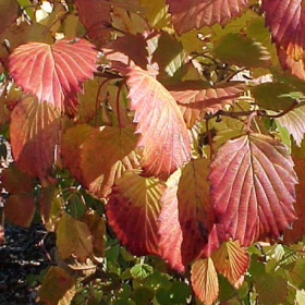 Viburnum/ Autumn Jazz
