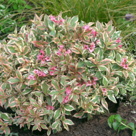 Weigela/ My Monet