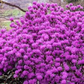 Rhododendron/ PJM Elite