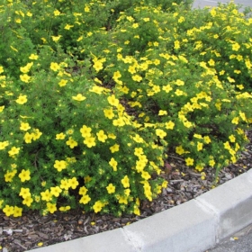 Potentilla/ Klondike