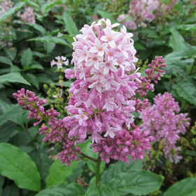 Lilac/ Minuet