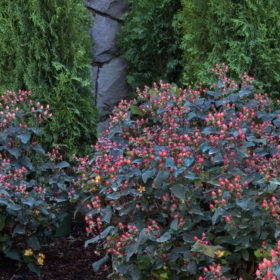 St. John’s Wort/ Floral Berry Sangria