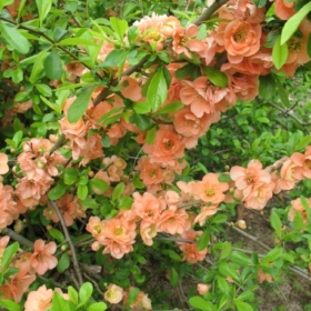 Quince/ Cameo