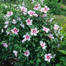 Rose of Sharon/ Pink Ink