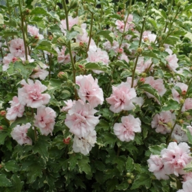 Rose of Sharon/ Sugar Tip