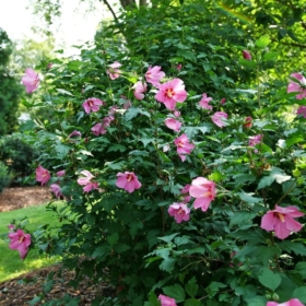 Rose of Sharon/ Paraplu Rouge