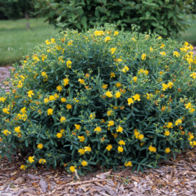 St. John’s Wort/ Sunburst