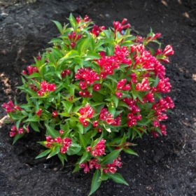 Weigela/ Crimson Kisses
