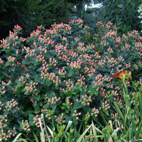 St. John’s Wort/ Floral Berry Rosé