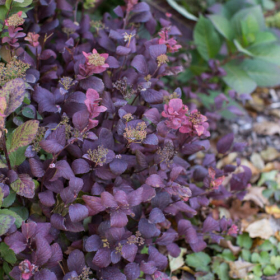Spirea/ Birchleaf Pink Sparkler