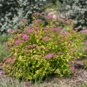 Spirea/ Little Spark