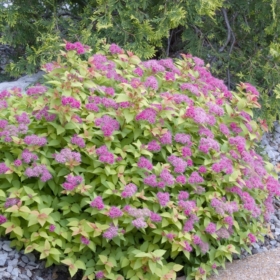 Spirea/ Limemound
