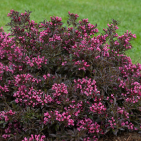 Weigela/ Dark Horse