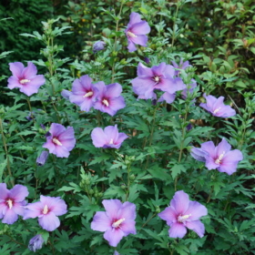 Rose of Sharon/ Paraplu Violet