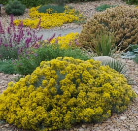 Rabbitbrush/ Baby Blue