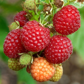 Raspberry/ Willamette