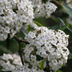Viburnum/ Burkwood