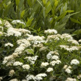 Spirea/ Yeti Japanese