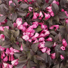 Weigela/ Coco Crunch