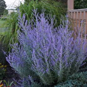 Sage/ Russian Little Spire