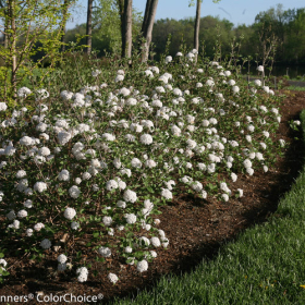 Viburnum/ Korean Spice Baby