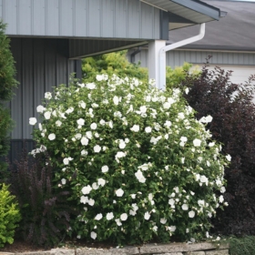 Rose of Sharon/ White Chiffon