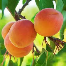 Apricot/ Montrose