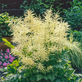 Goat’s Beard